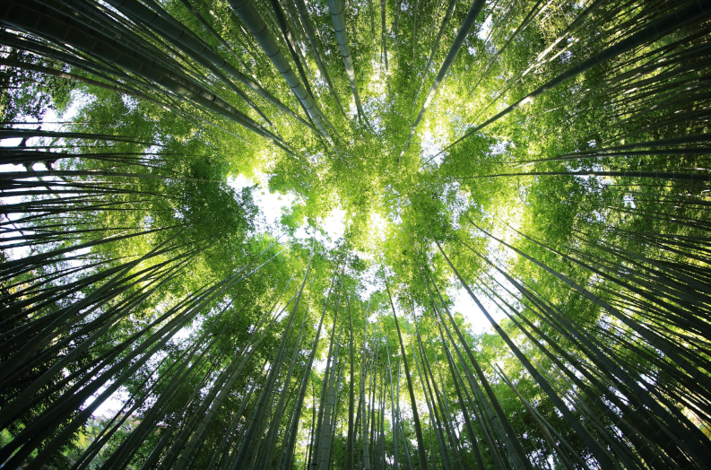 regali sostenibili idee originali per chi ama la natura da Dailynews24.it regali sostenibili idee originali per chi ama la natura